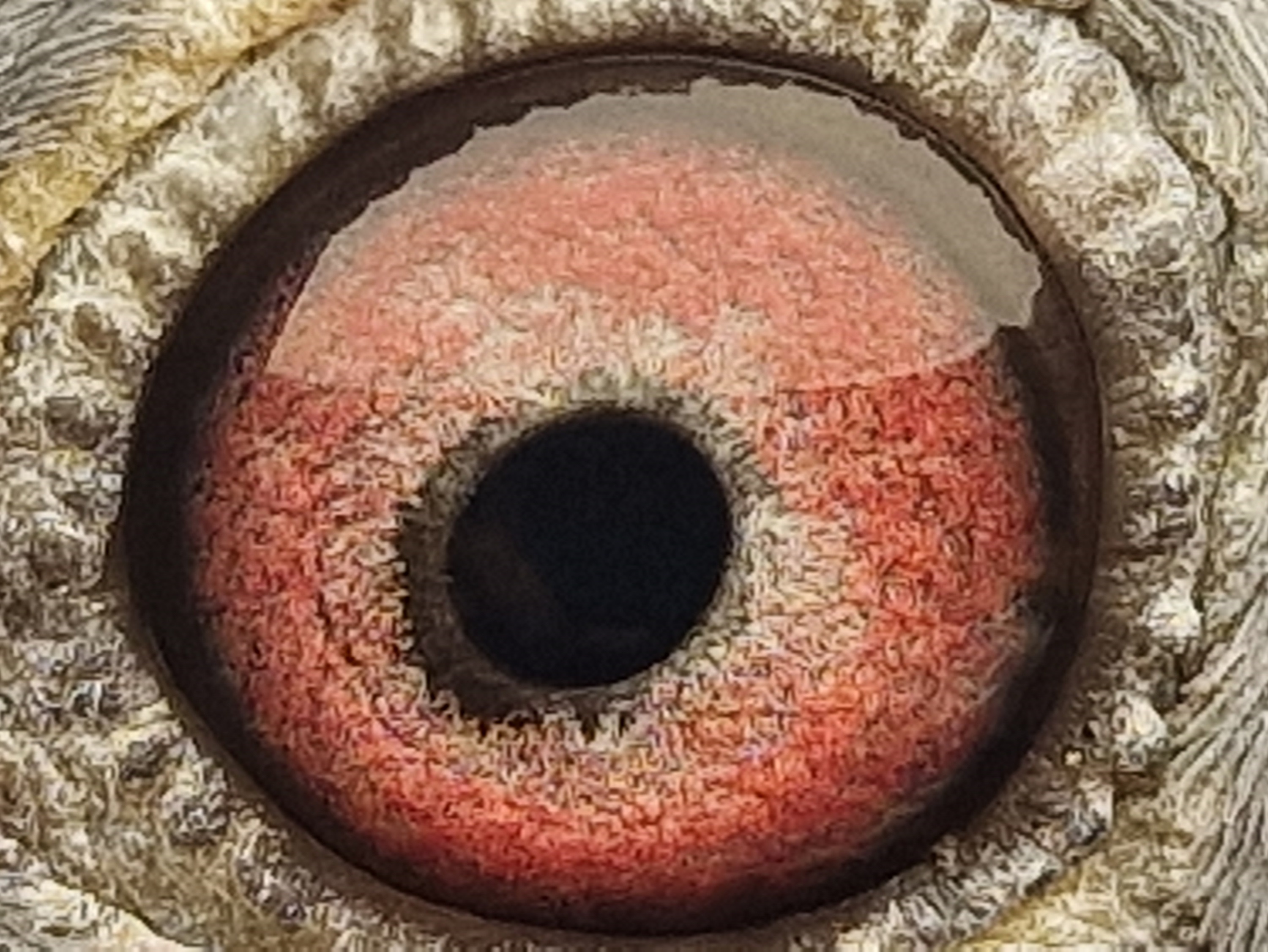 Pigeon eye
